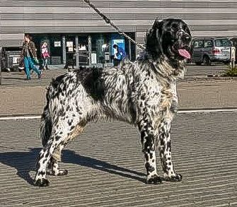 picture of dog