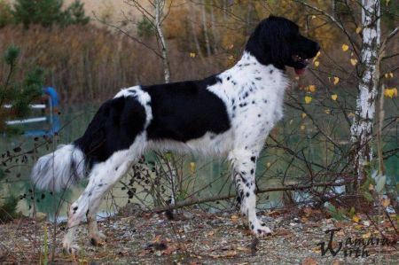 picture of dog