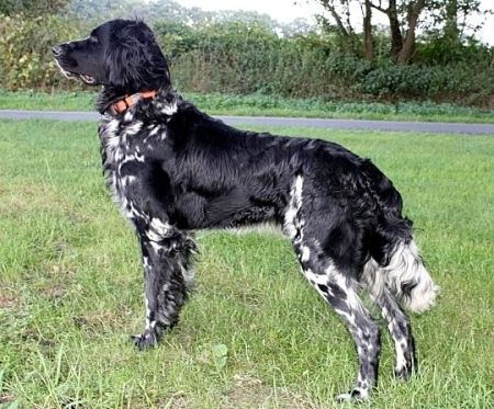 picture of dog
