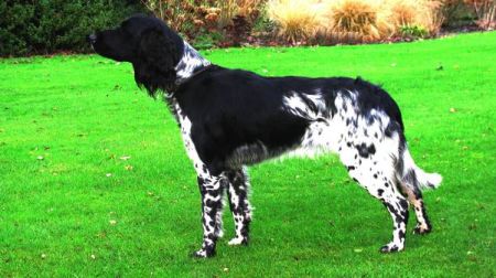 picture of dog
