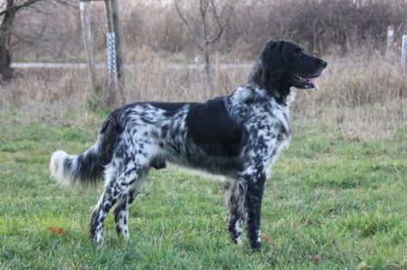 picture of dog