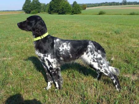 picture of dog