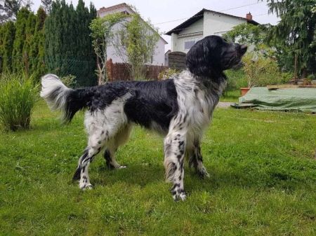 picture of dog