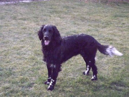 picture of dog
