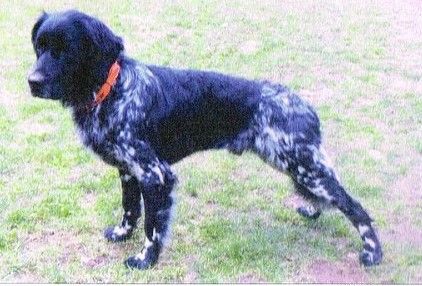 picture of dog