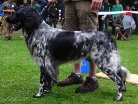 picture of dog