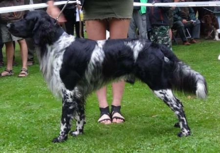 picture of dog