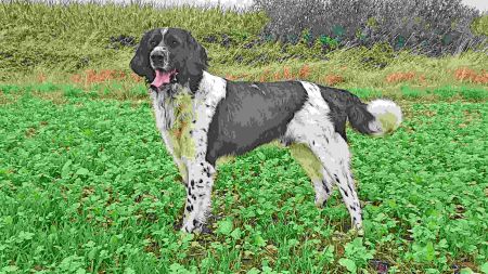 picture of dog