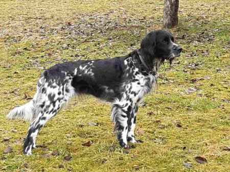 picture of dog