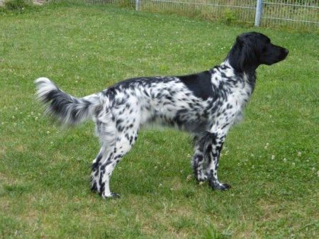 picture of dog