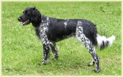 picture of dog