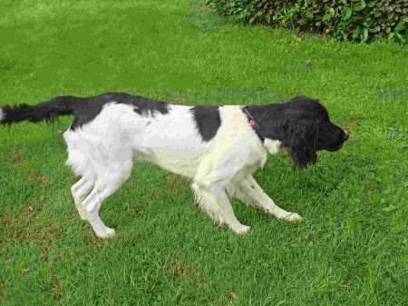 picture of dog