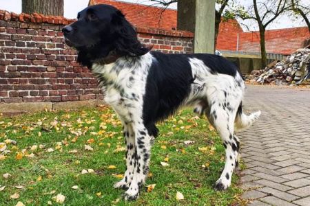picture of dog