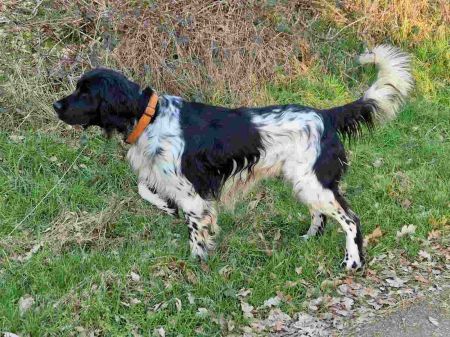 picture of dog