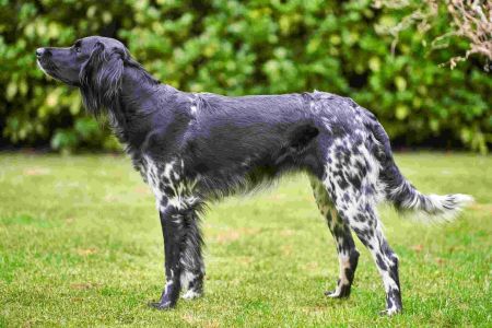 picture of dog