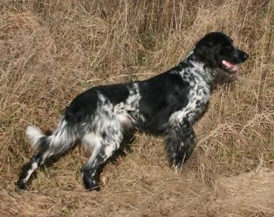 picture of dog