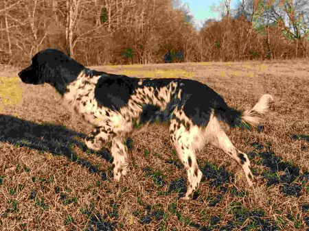 picture of dog
