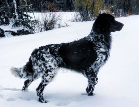 picture of dog
