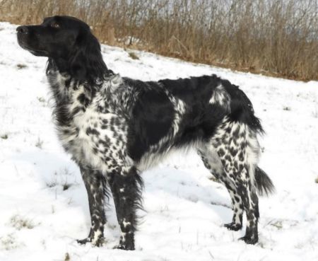 picture of dog