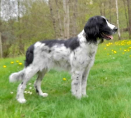 picture of dog