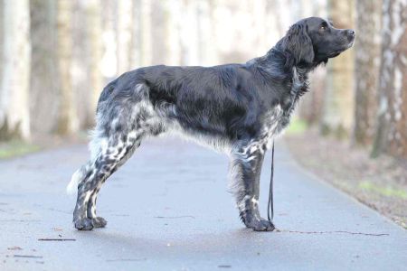 picture of dog