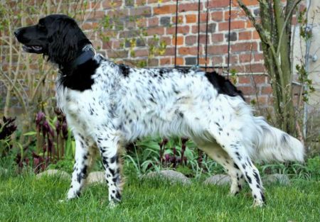 picture of dog