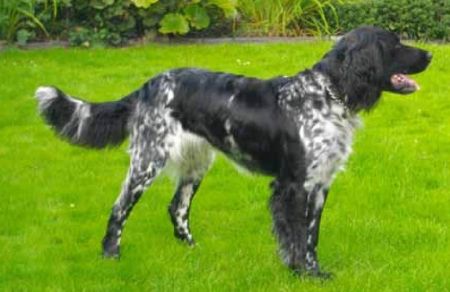 picture of dog