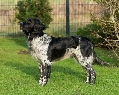 picture of dog