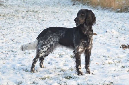 picture of dog
