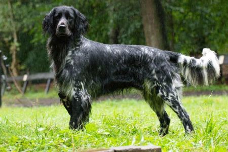 picture of dog