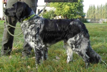 picture of dog