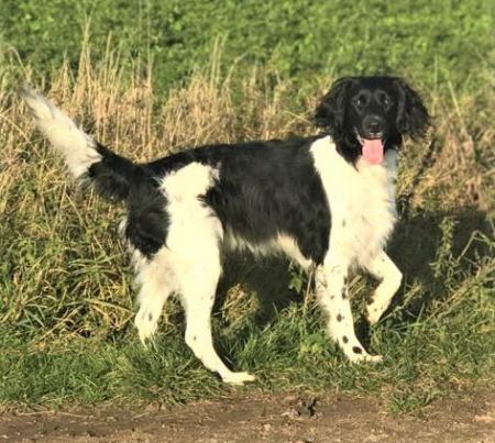 picture of dog