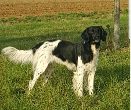 picture of dog