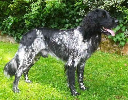 picture of dog