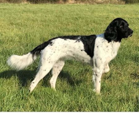 picture of dog