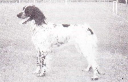 picture of dog