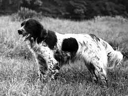 picture of dog