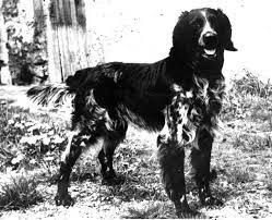 picture of dog