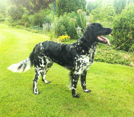 picture of dog