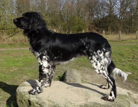 picture of dog