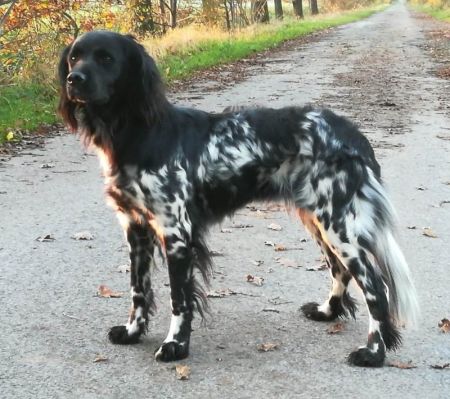 picture of dog