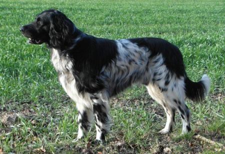 picture of dog