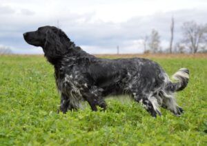 picture of dog
