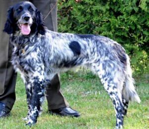 picture of dog