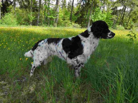 picture of dog