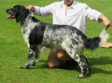 picture of dog