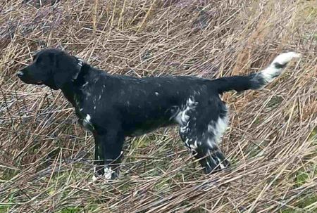 picture of dog