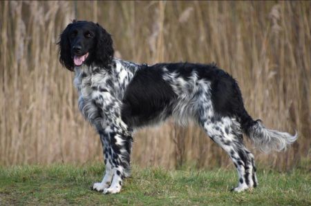 picture of dog