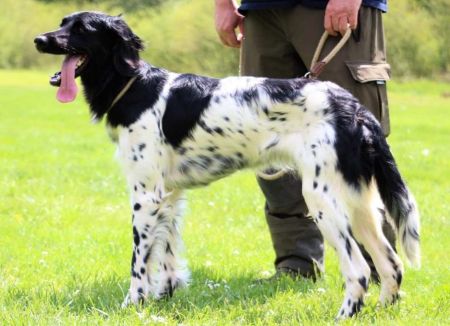 picture of dog