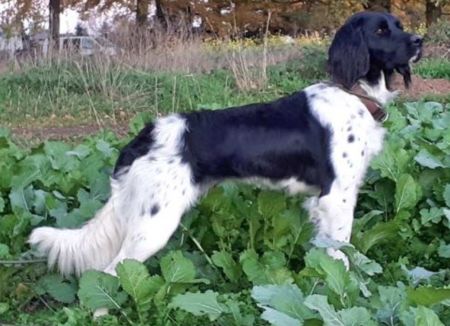 picture of dog